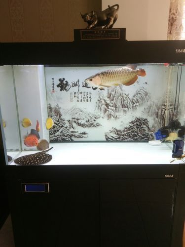 如何預(yù)防龍魚撞缸和豎鱗病？，如何預(yù)防龍魚撞缸與豎鱗病