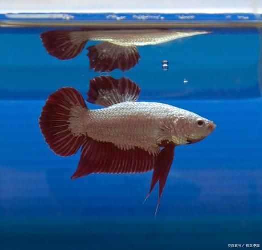 如何預(yù)防龍魚撞缸和豎鱗病？，如何預(yù)防龍魚撞缸與豎鱗病