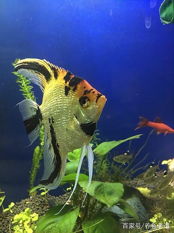 金龍魚夜間覓食有哪些挑戰，金龍魚夜間覓食挑戰