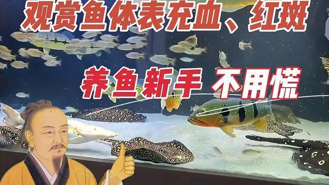 魚身體充血會自愈嗎，觀賞魚的體表充血、紅斑、觀賞魚的原因及解決方法