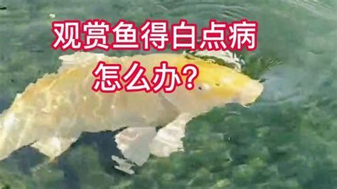 白點病是什么原因造成的，白點病是一種由真菌引起的植物病害引起的植物寄生蟲病