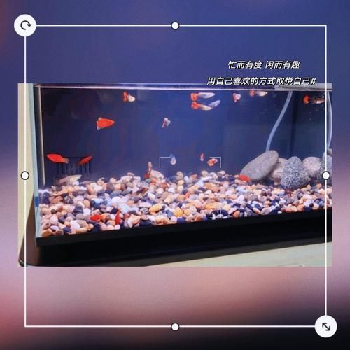 有哪些品牌的魚缸濾材推薦？，為魚缸選擇合適的濾材時有幾個品牌因其卓越的性能和可靠性受到推崇