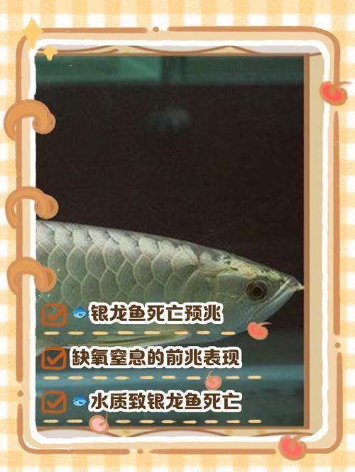 銀龍魚潰爛最怕三個東西圖片，銀龍魚潰爛怎么辦？