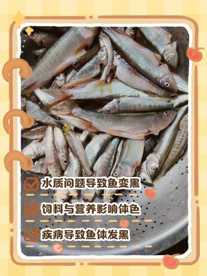 魚背發(fā)黑能自愈嗎，如何判斷魚背發(fā)黑是否嚴重