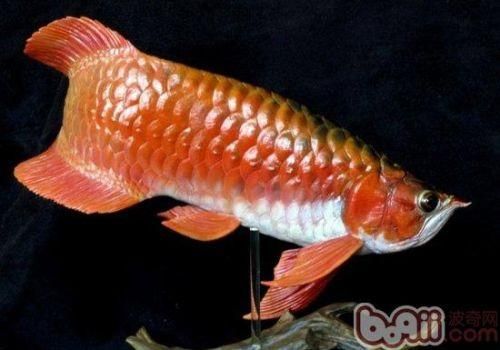 如何鑒別真假雨山龍魚？，如何鑒別真假雨山龍魚