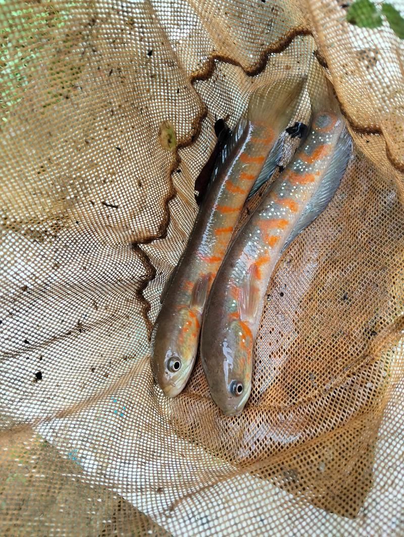 七星龍魚有哪些顏色品種？，七星龍魚發色養護指南