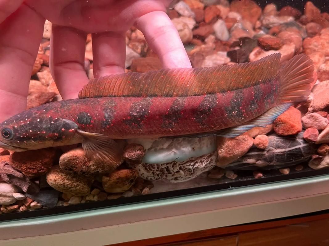 七星龍魚有哪些顏色品種？，七星龍魚發色養護指南