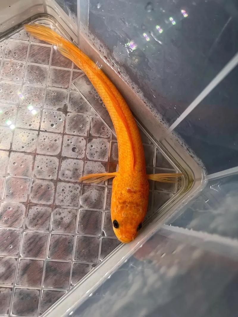 七星龍魚有哪些顏色品種？，七星龍魚發色養護指南