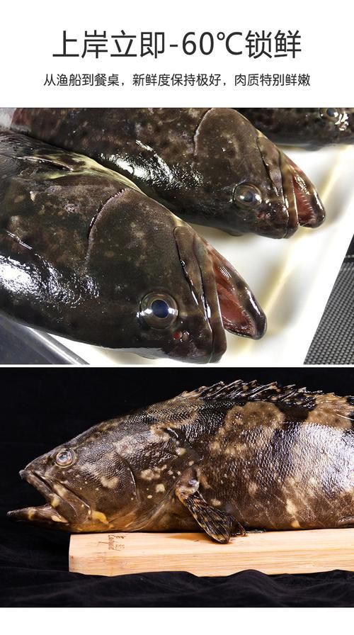 東山龍魚有哪些營養價值？，東山龍魚的營養價值
