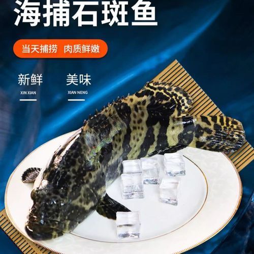 東山龍魚有哪些營養價值？，東山龍魚的營養價值