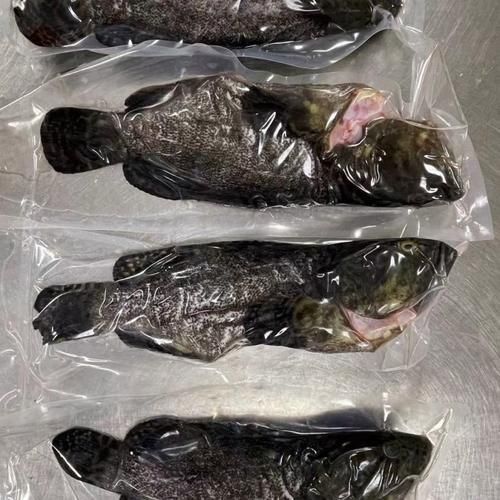 東山龍魚有哪些營養價值？，東山龍魚的營養價值