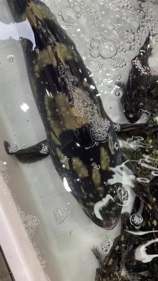 東山龍魚有哪些營養價值？，東山龍魚的營養價值