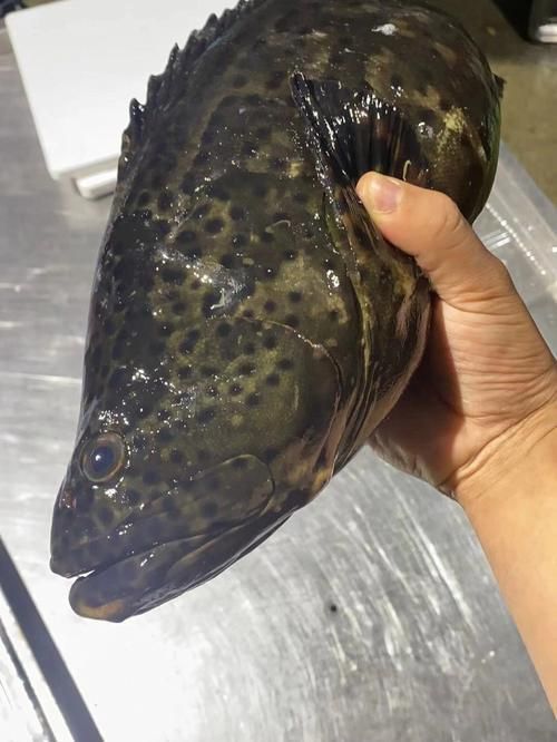 東山龍魚有哪些營養價值？，東山龍魚的營養價值