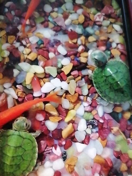 能否提供一張魚和烏龜?shù)膱D片，魚與烏龜共養(yǎng)的實(shí)用指南