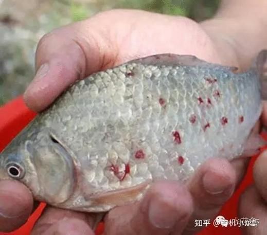 如何正確使用中草藥治療魚虱，中草藥治療魚虱