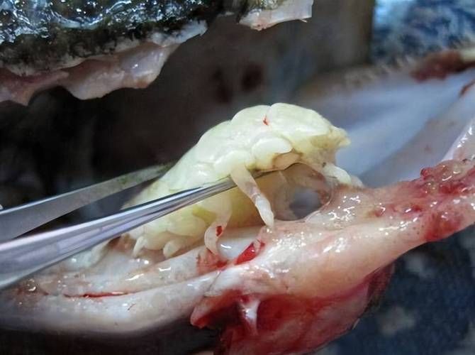 如何正確使用中草藥治療魚虱，中草藥治療魚虱