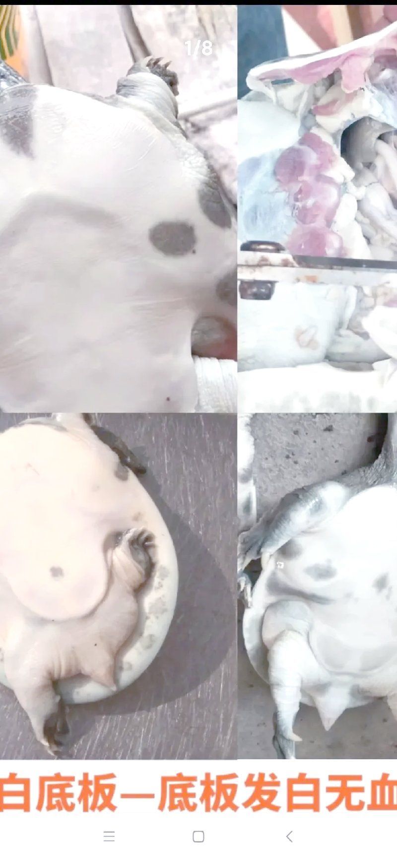 能否提供更多關于魚病防治的信息，水產養殖中常見的魚病防治措施包括哪些藥物最常用
