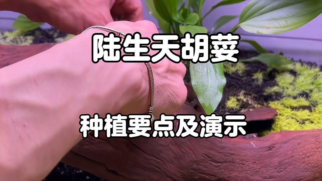 有哪些適合野彩的水草種類，適合野彩水草種類豐富多樣的野彩水草種類豐富多樣