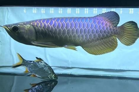 適合過背金龍魚的水草，如何選擇適合過背金龍魚的水草