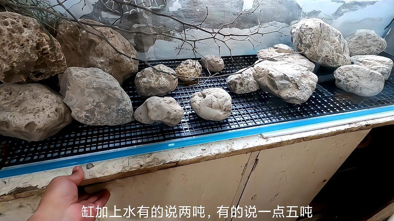 委內瑞拉紅勾丁魚是什么魚？，南美洲委內瑞拉紅勾丁魚學名為pseudochromis 委內瑞拉紅勾丁魚是什么魚？，南美洲委內瑞拉紅勾丁魚學名為pseudochromis 龍魚百科 第2張