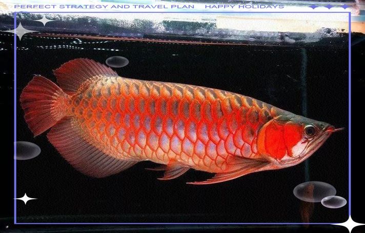 如何辨別紅金龍魚的品質