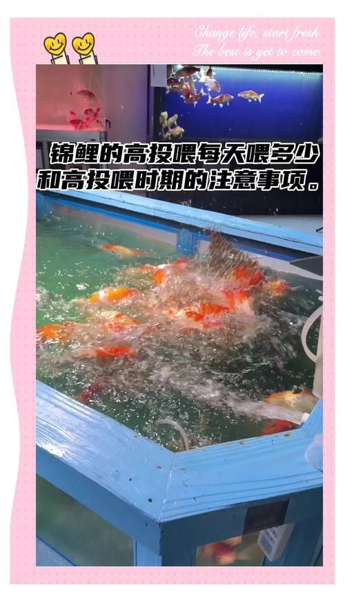 錦鯉趴缸后如何喂食，錦鯉趴缸后如何喂食指南，
