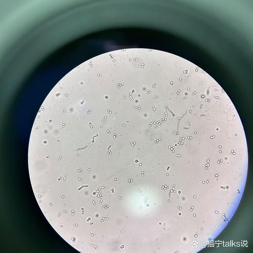 如何判斷龍魚白膜病類型，如何判斷龍魚白膜病