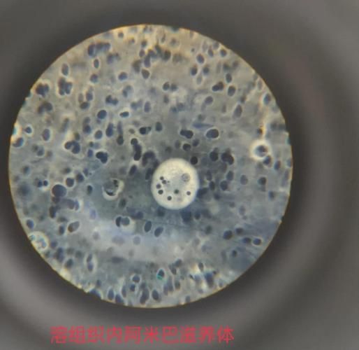 如何判斷龍魚白膜病類型，如何判斷龍魚白膜病