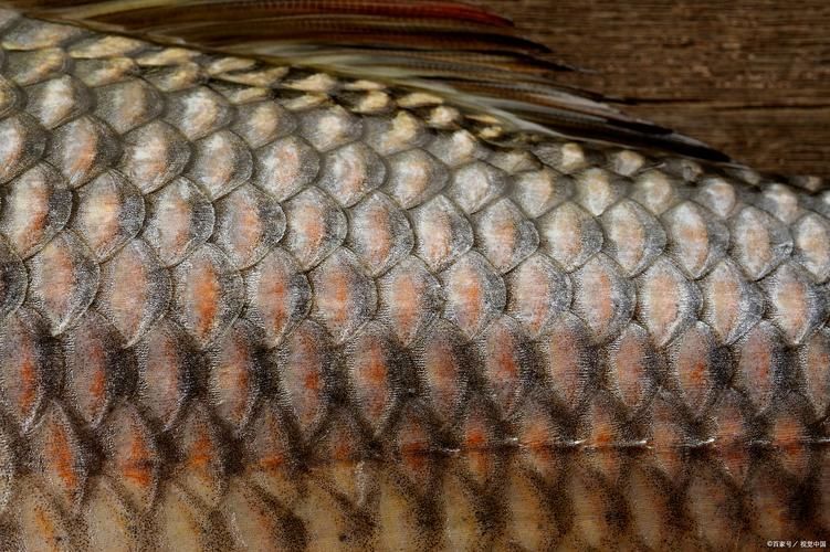 魚爛鱗病怎么治療，魚爛鱗病治療指南