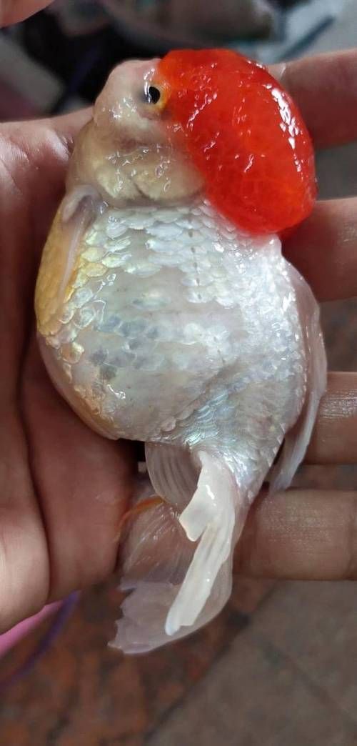 魚爛鱗病怎么治療，魚爛鱗病治療指南
