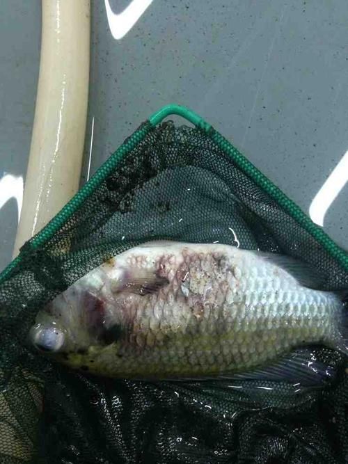 魚爛鱗病怎么治療，魚爛鱗病治療指南