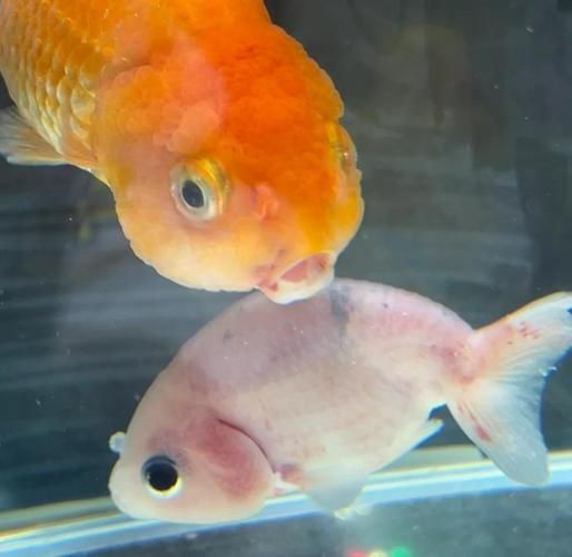 如何判斷金魚根部充血的嚴重程度，如何判斷金魚根部充血嚴重程度