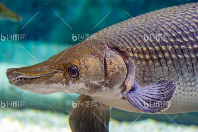 哪里可以找到亞洲龍魚的高清圖片？，如何找到亞洲龍魚的高清圖片
