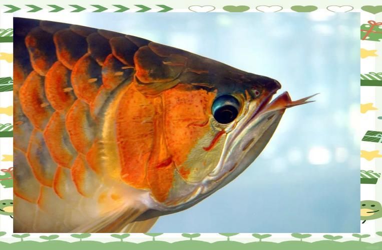 哪里可以找到亞洲龍魚的高清圖片？，如何找到亞洲龍魚的高清圖片