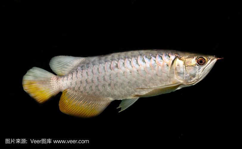 哪里可以找到亞洲龍魚的高清圖片？，如何找到亞洲龍魚的高清圖片