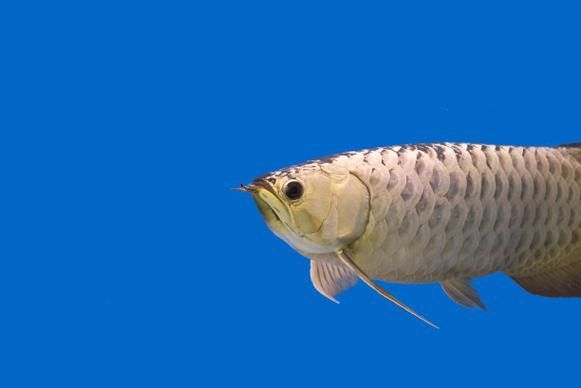 哪里可以找到亞洲龍魚的高清圖片？，如何找到亞洲龍魚的高清圖片
