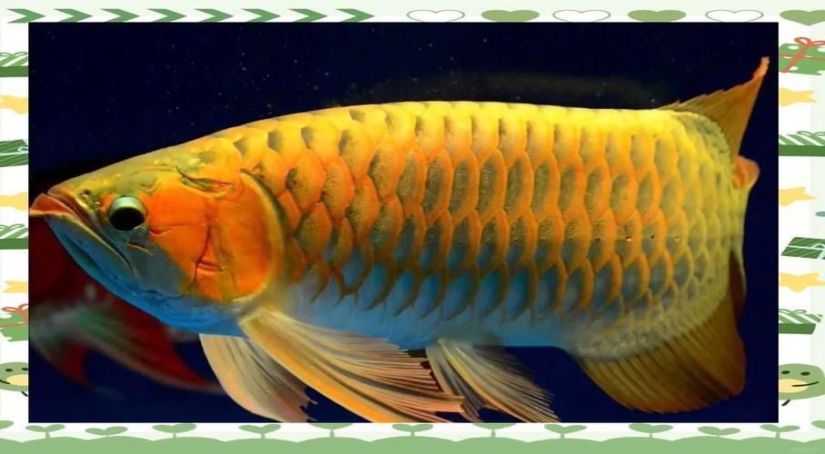 哪里可以找到亞洲龍魚的高清圖片？，如何找到亞洲龍魚的高清圖片