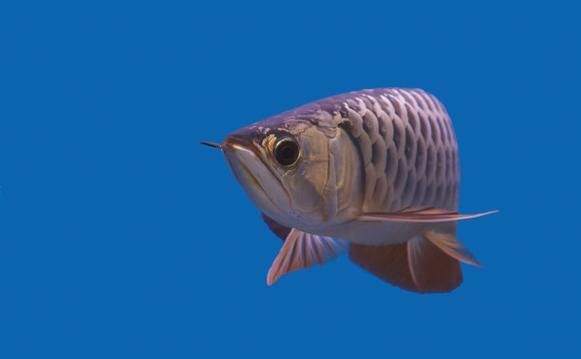 哪里可以找到亞洲龍魚的高清圖片？，如何找到亞洲龍魚的高清圖片