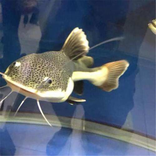 招財(cái)貓魚的價(jià)格是多少，招財(cái)貓魚價(jià)格在人民幣10元至30元至100元或更高