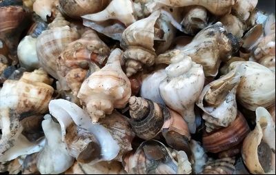 如何處理活食以殺滅寄生蟲，三甲蘇醫生點滴記錄三甲蘇醫生點滴記錄三甲蘇醫生點滴記錄