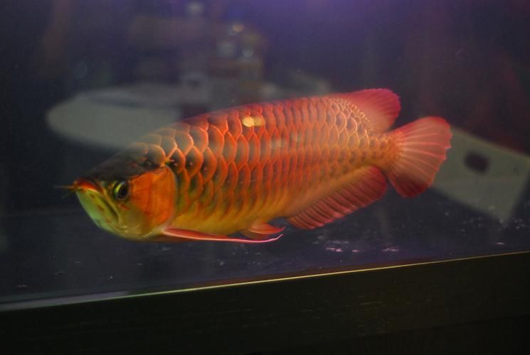 推薦一些印尼紅龍魚的高端品種，印尼紅龍魚品種介紹
