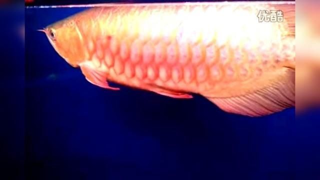 推薦一些印尼紅龍魚的高端品種，印尼紅龍魚品種介紹