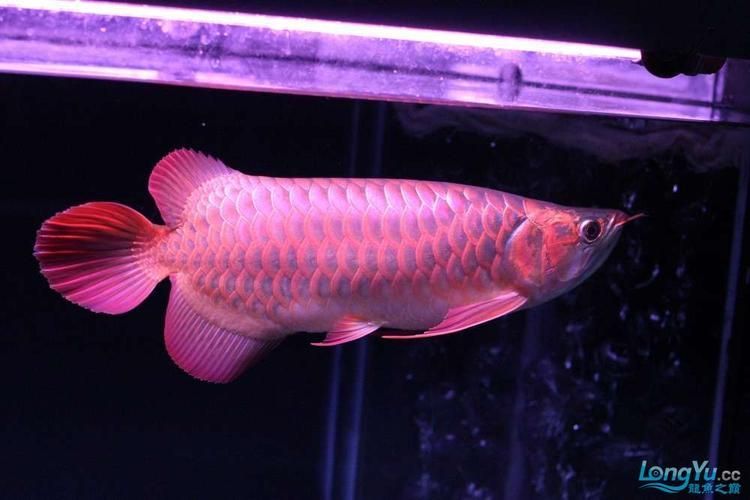 推薦一些印尼紅龍魚的高端品種，印尼紅龍魚品種介紹