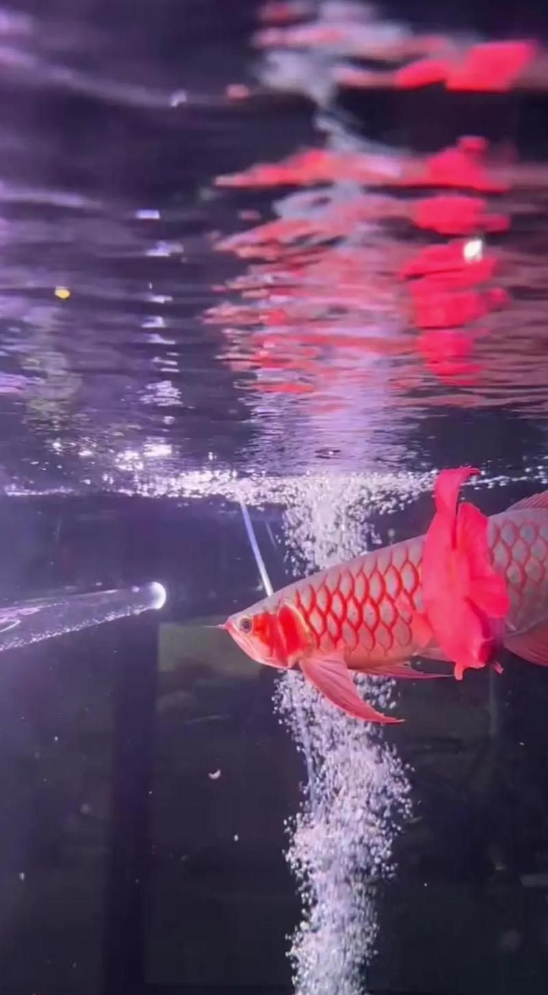 如何判斷紅龍魚的基因和血統，如何判斷一條紅龍魚的基因和血統