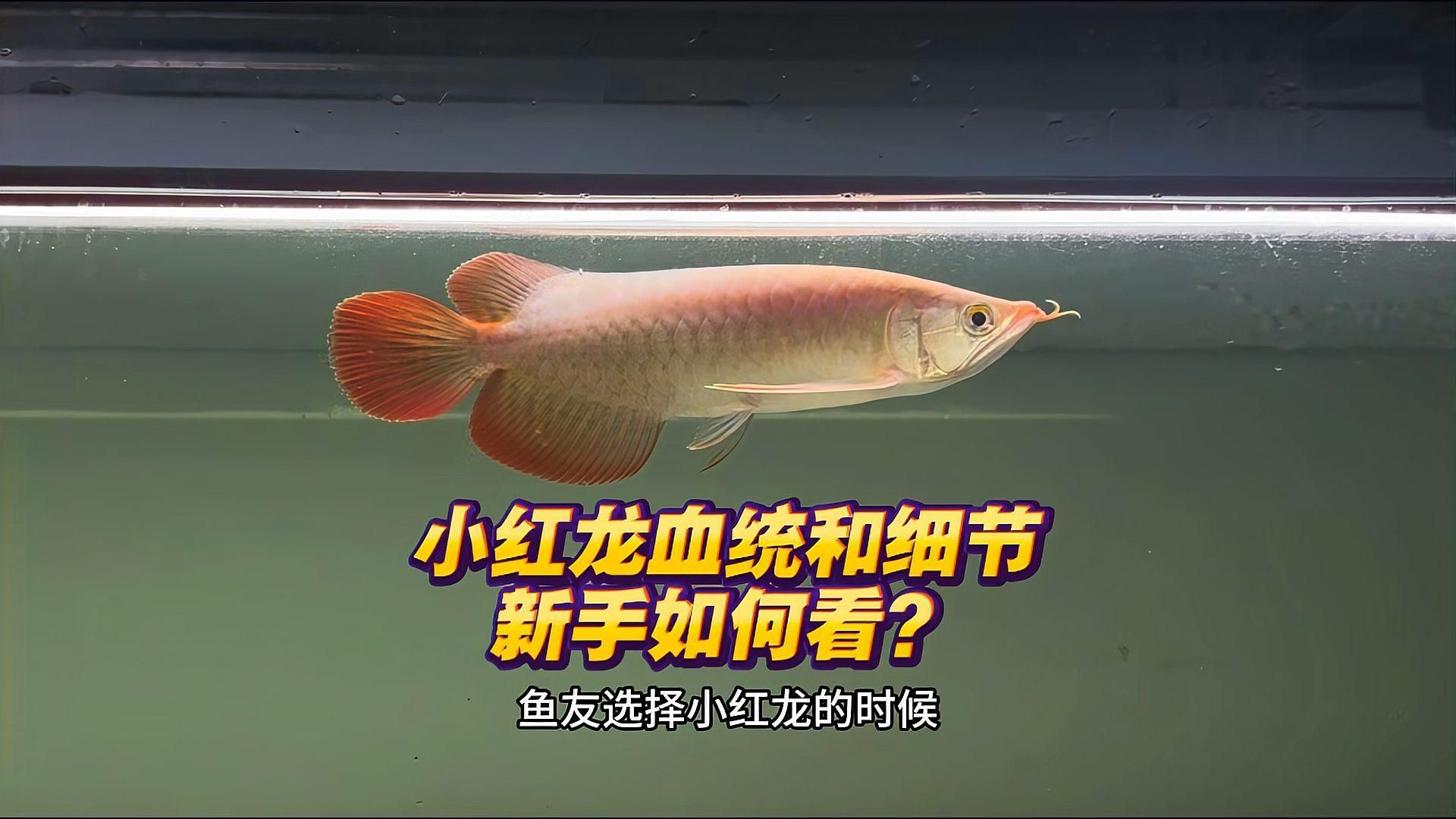 如何判斷紅龍魚的基因和血統，如何判斷一條紅龍魚的基因和血統