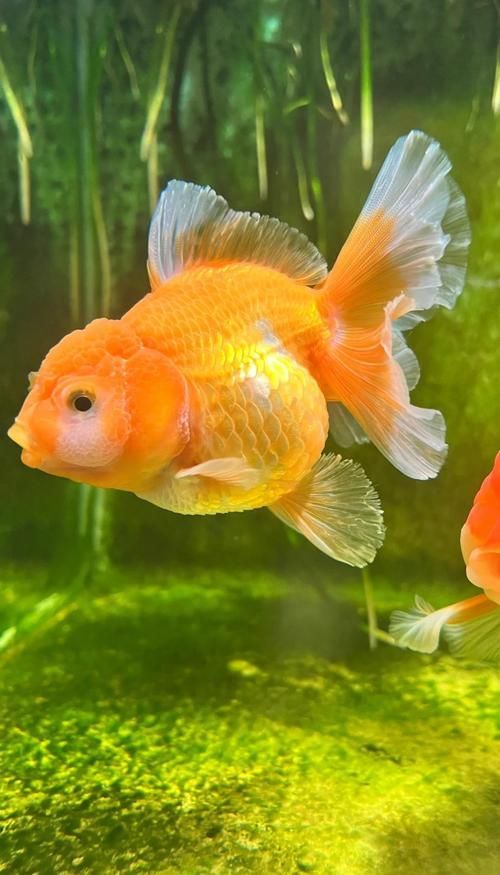 如何判斷炸鱗病是否痊愈，如何判斷炸鱗病痊愈