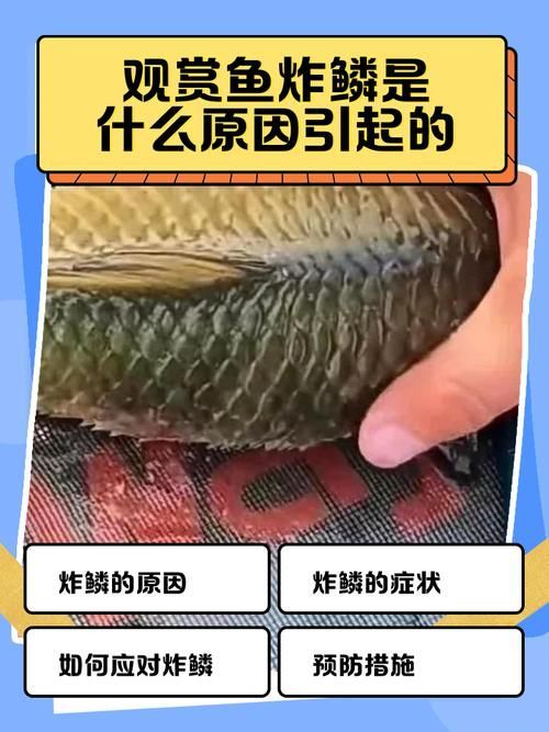 如何判斷炸鱗病是否痊愈，如何判斷炸鱗病痊愈