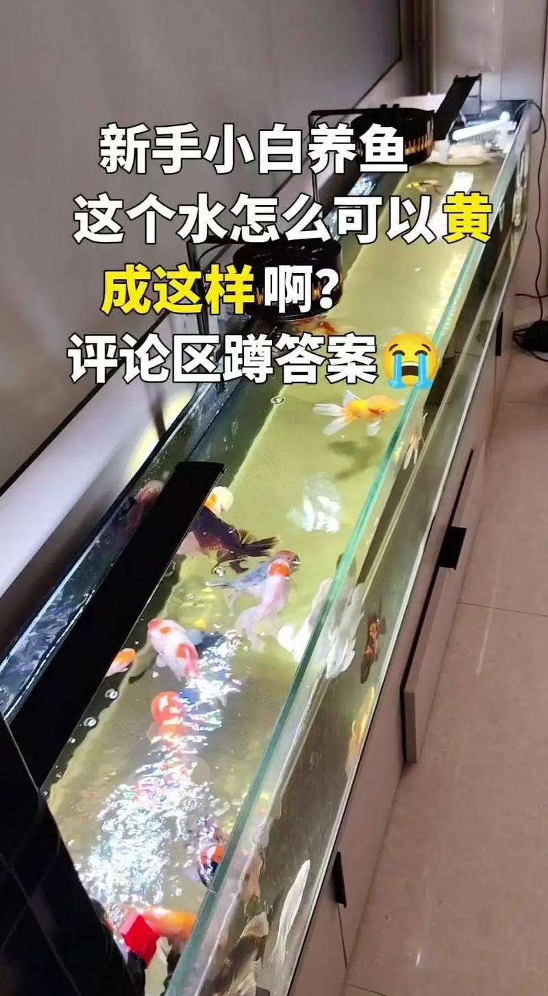 龍魚飼養(yǎng)過程中如何保持水質(zhì)穩(wěn)定？，養(yǎng)龍魚必看:水質(zhì)穩(wěn)定秘籍大公開 龍魚飼養(yǎng)過程中如何保持水質(zhì)穩(wěn)定？，養(yǎng)龍魚必看:水質(zhì)穩(wěn)定秘籍大公開 龍魚百科 第1張
