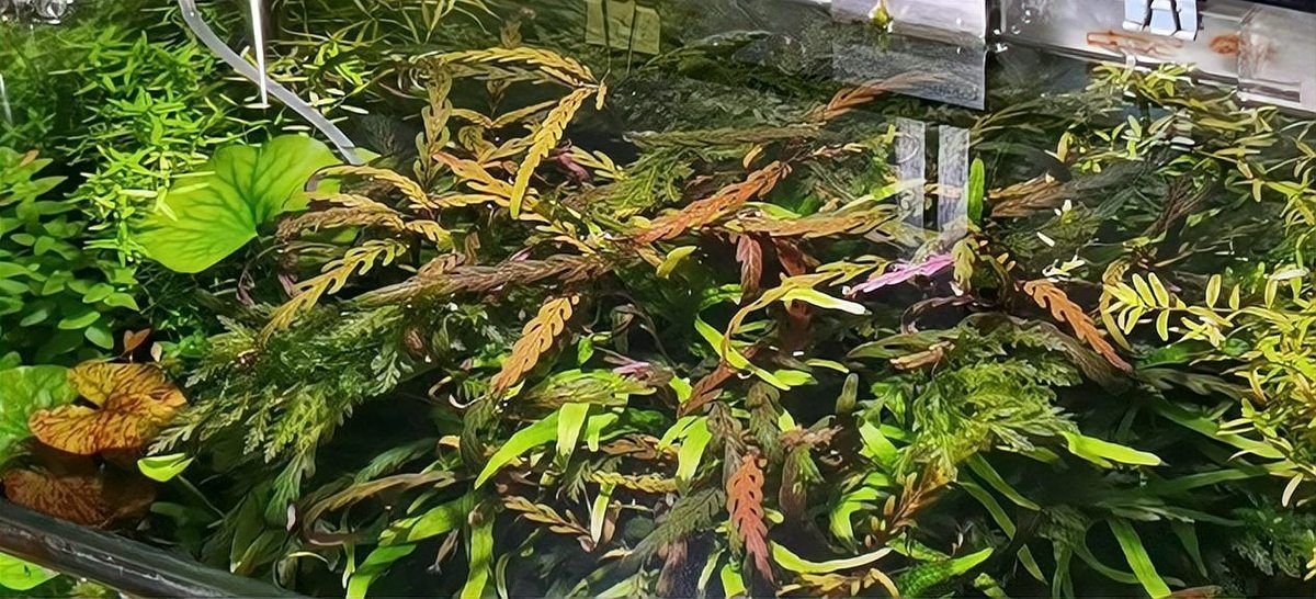 如何降低紅龍魚缸的水溫？，如何降低紅龍魚缸水溫