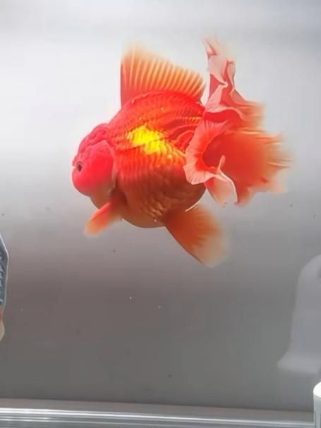 如何判斷金魚是否受傷，如何判斷金魚受傷